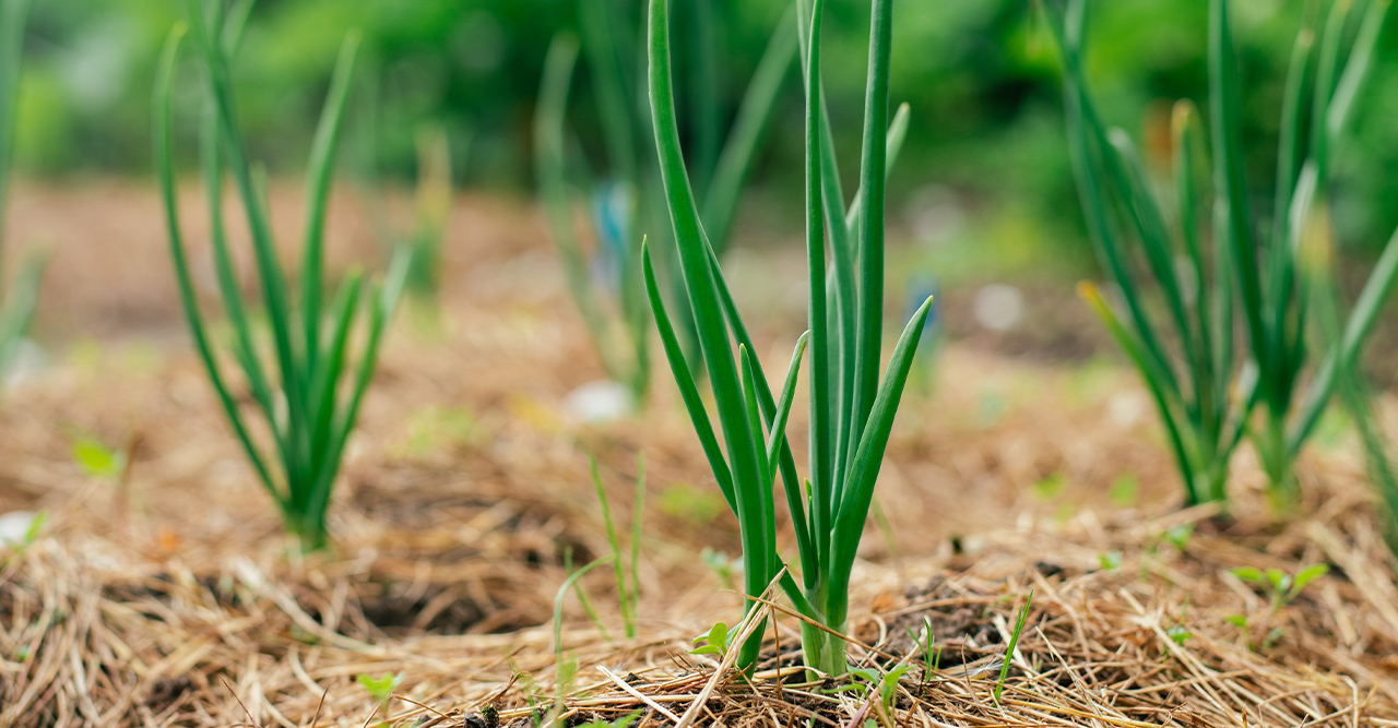 Organic compost