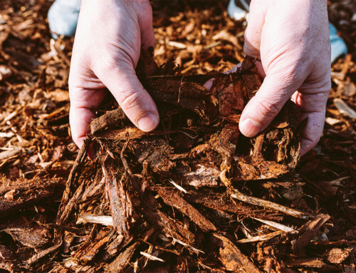 Why Wood Waste Makes Excellent Compost