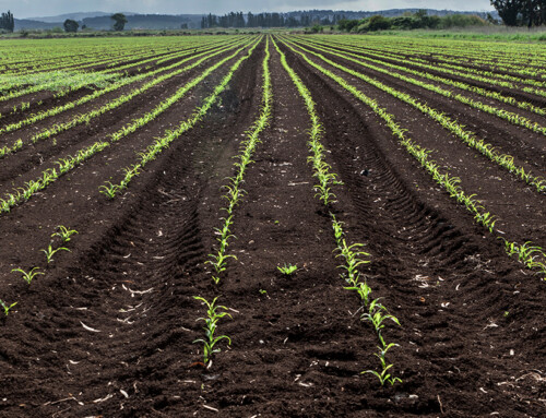 Organic Soil Amendments for Agriculture