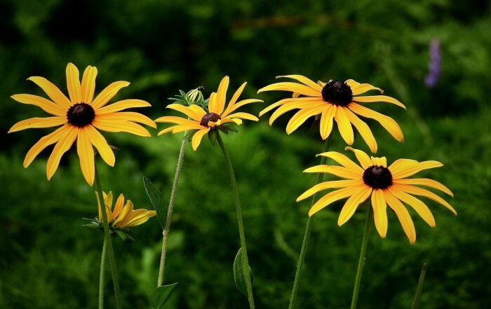 sustainable garden products