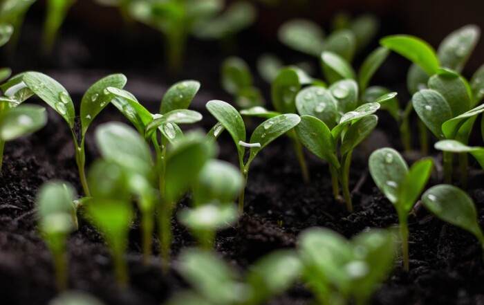 organic topsoil near me