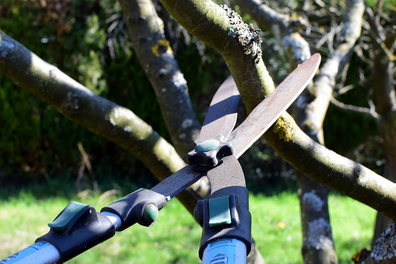 preparing trees for hurricanes