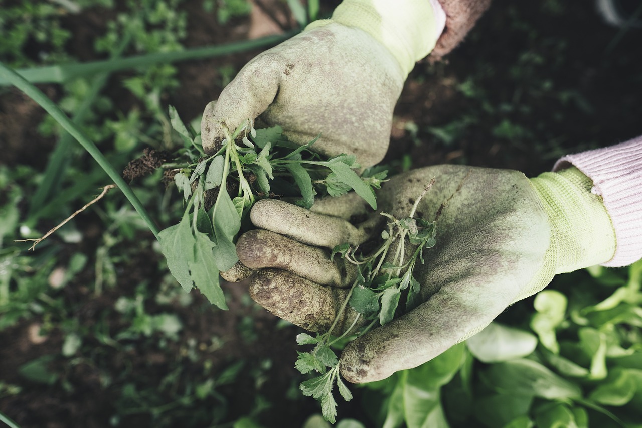 controlling weeds