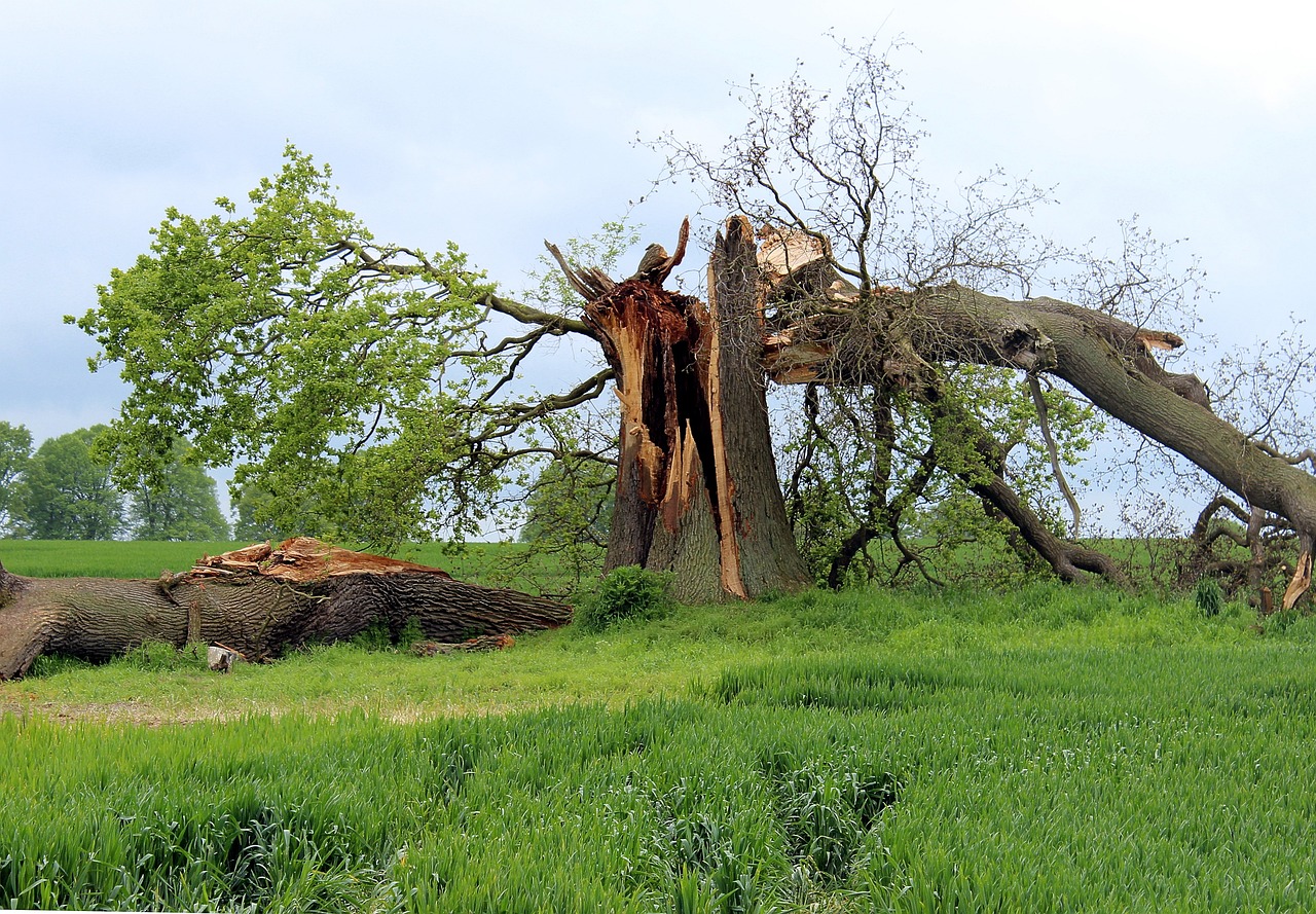 Storm debris disposal