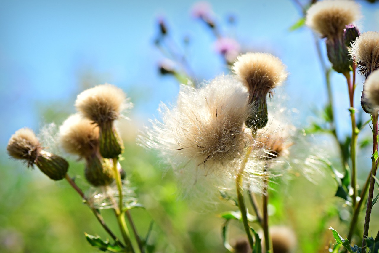 weed control