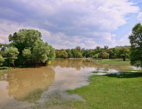 Recovering a Flooded Yard