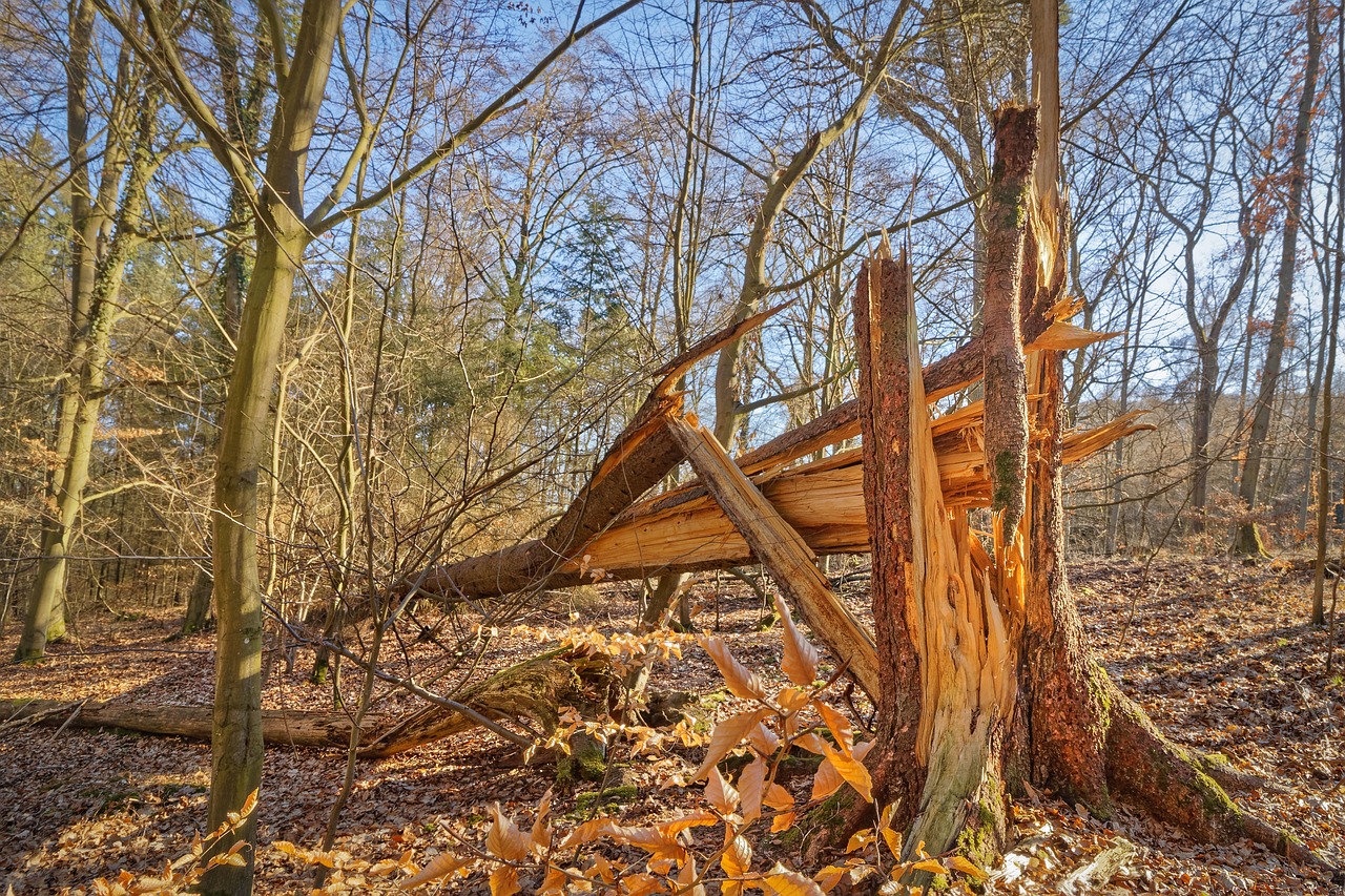 Storm debris disposal near me