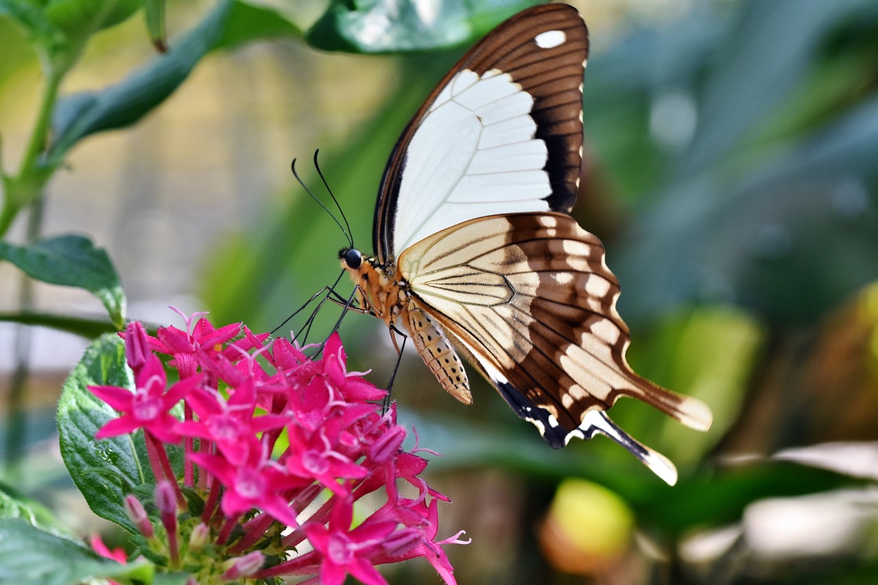 Sustainable garden tips, organic mulch and compost