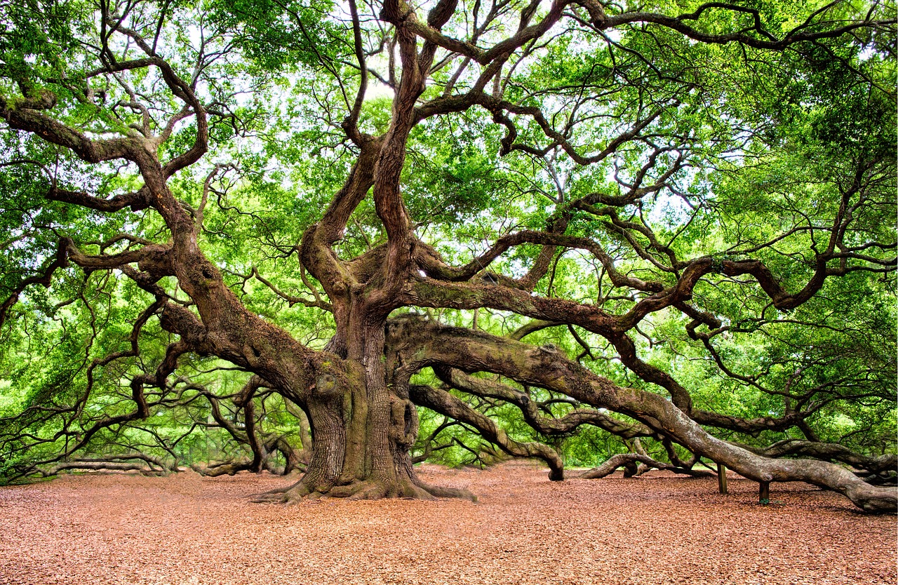 municipal tree disposal