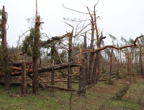 Municipal Waste Management: Storm Debris