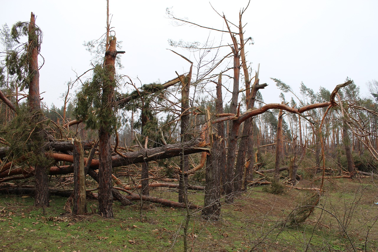 municipal Storm debris disposal partner