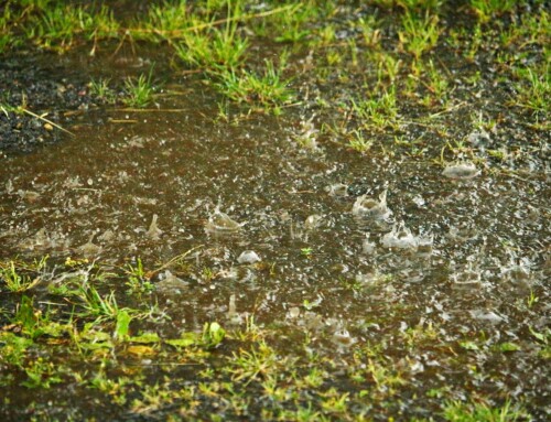 Dry Out a Soggy Yard After TS Debby