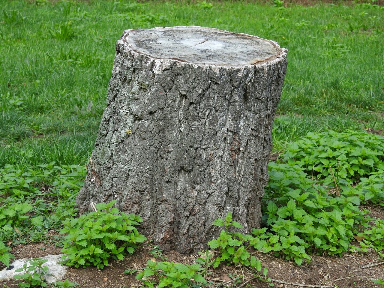 Green loop of wood recycling