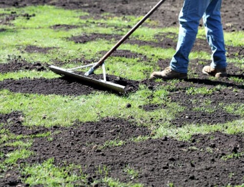 The Benefits of Top Dressing: Healthier Turf Starts with Compost