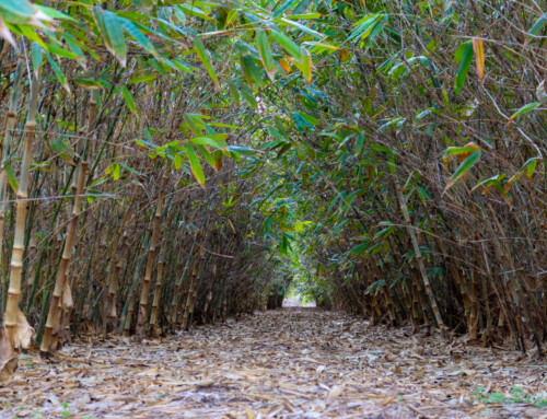 Why Compost Is Becoming the Missing Link in Modern Agriculture — The 1% That Changed Everything